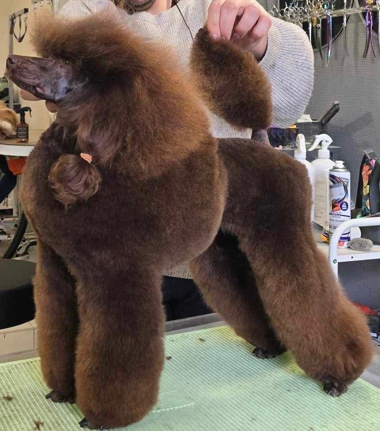 Tweeny brown princess de l aitone
