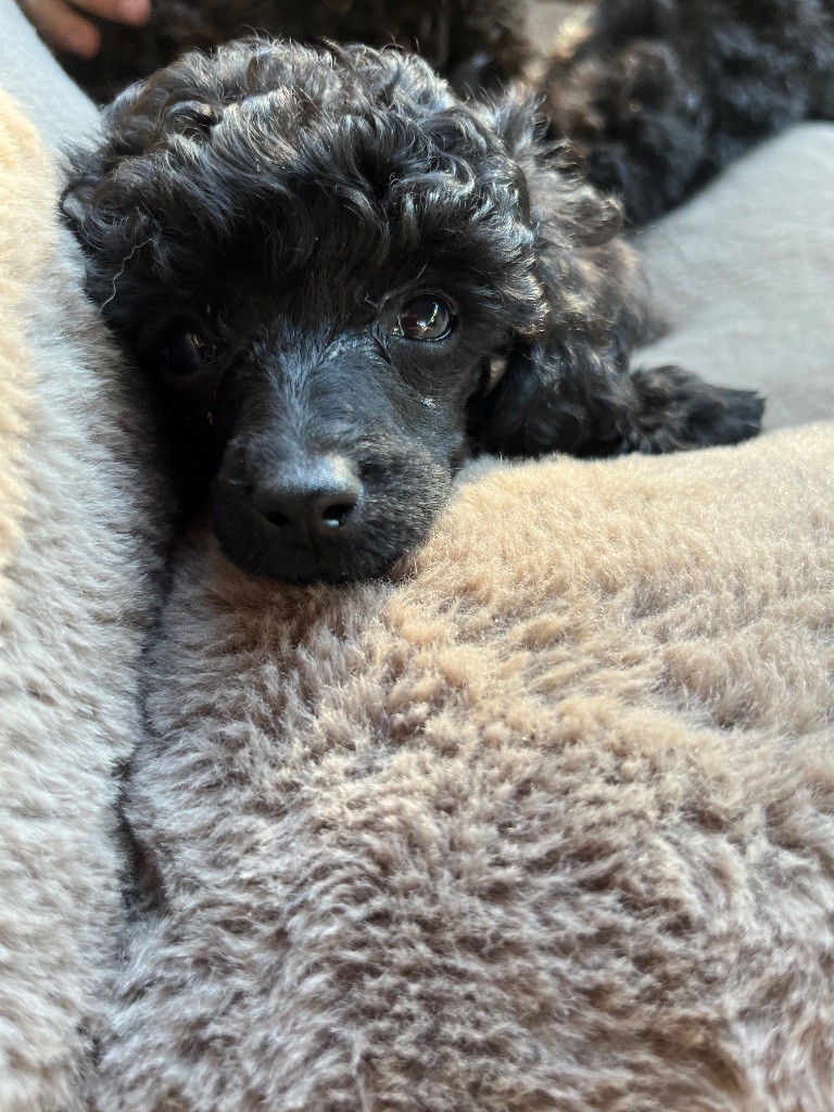 Du Domaine De L Accroche Coeur Jurassien - Chiots disponibles - Caniche