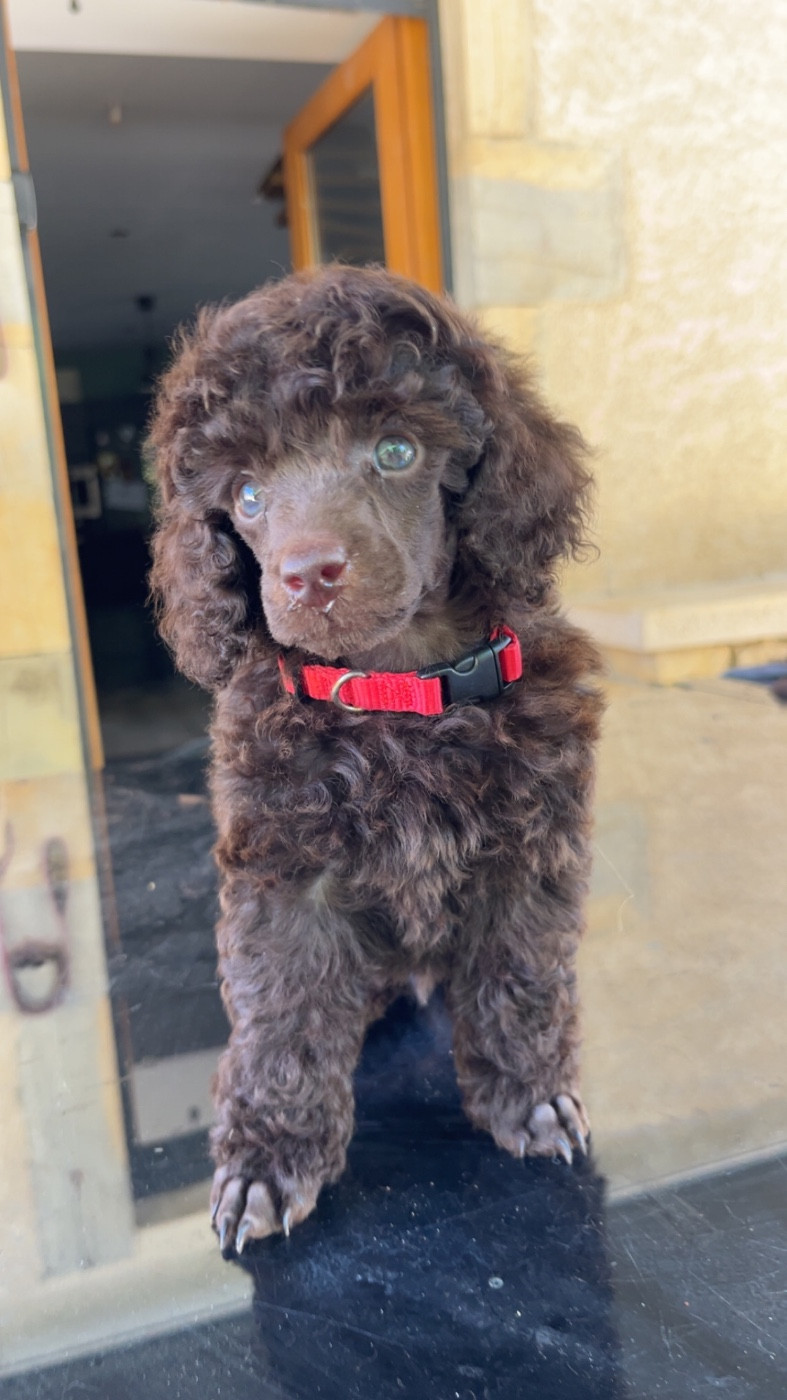 Du Domaine De L Accroche Coeur Jurassien - Chiots disponibles - Caniche