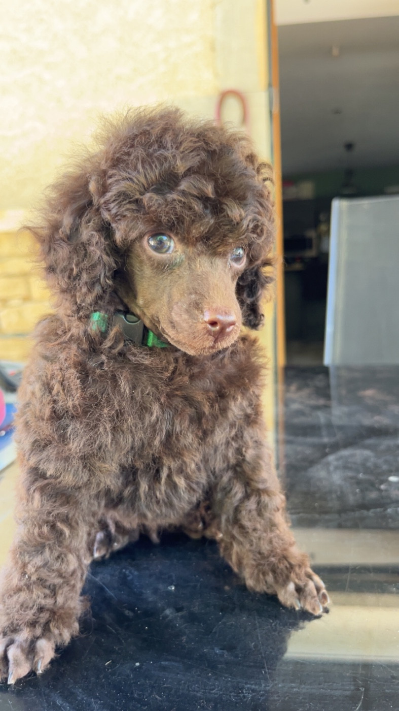 Du Domaine De L Accroche Coeur Jurassien - Chiots disponibles - Caniche