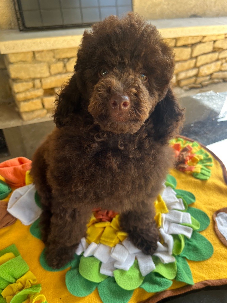 Du Domaine De L Accroche Coeur Jurassien - Chiots disponibles - Caniche