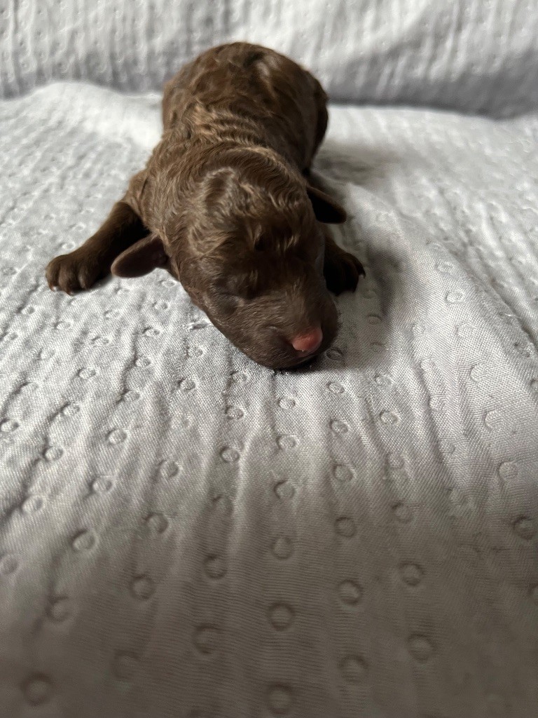 Du Domaine De L Accroche Coeur Jurassien - Chiots disponibles - Caniche