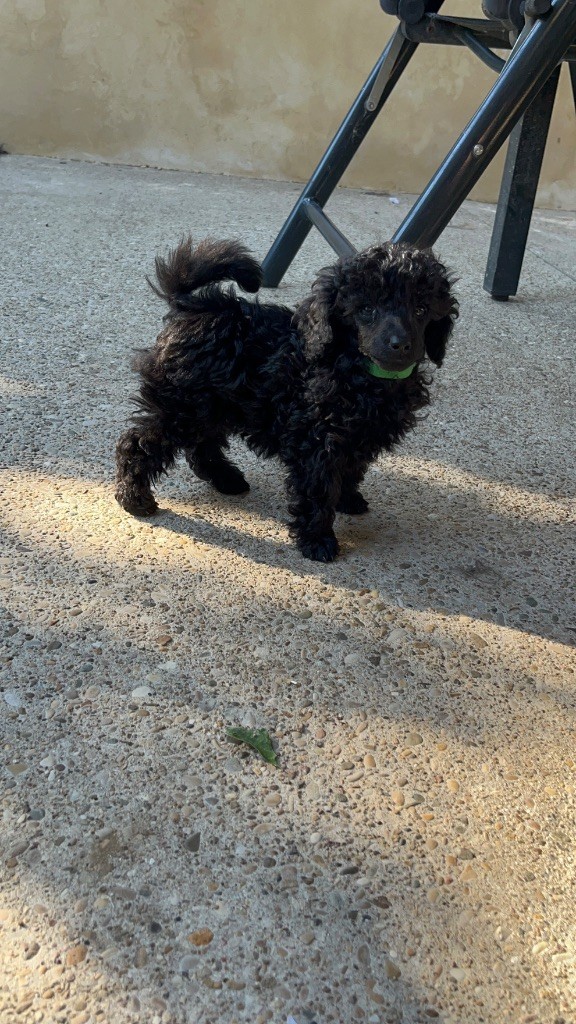 Du Domaine De L Accroche Coeur Jurassien - Chiots disponibles - Caniche