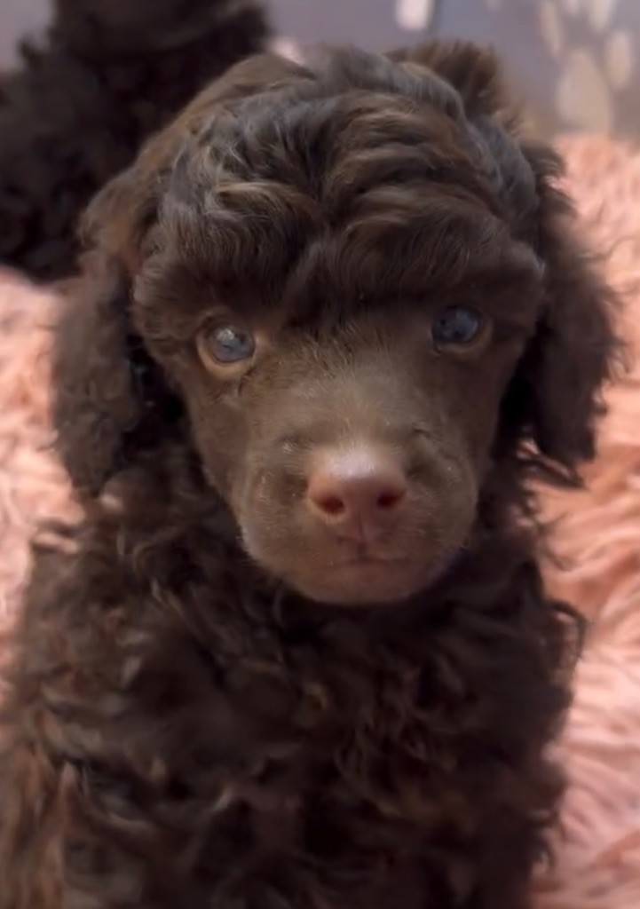 Du Domaine De L Accroche Coeur Jurassien - Chiots disponibles - Caniche