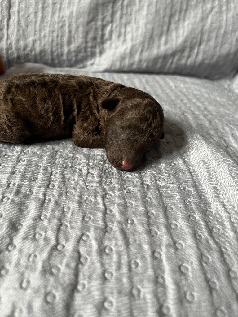 Du Domaine De L Accroche Coeur Jurassien - Chiots disponibles - Caniche