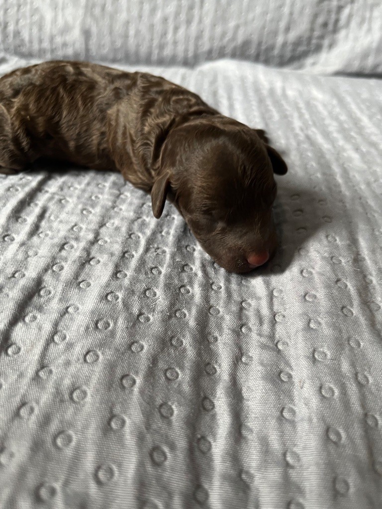 Du Domaine De L Accroche Coeur Jurassien - Chiots disponibles - Caniche