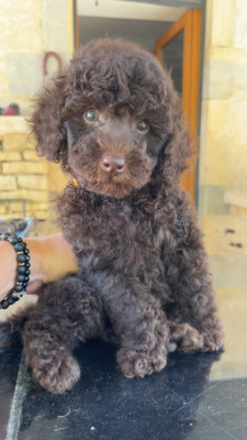 Baloo