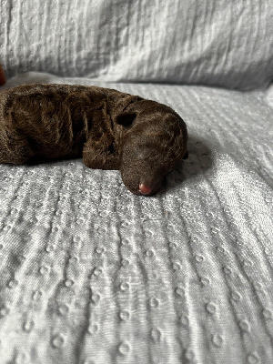 CHIOT 3