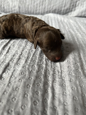 CHIOT 2