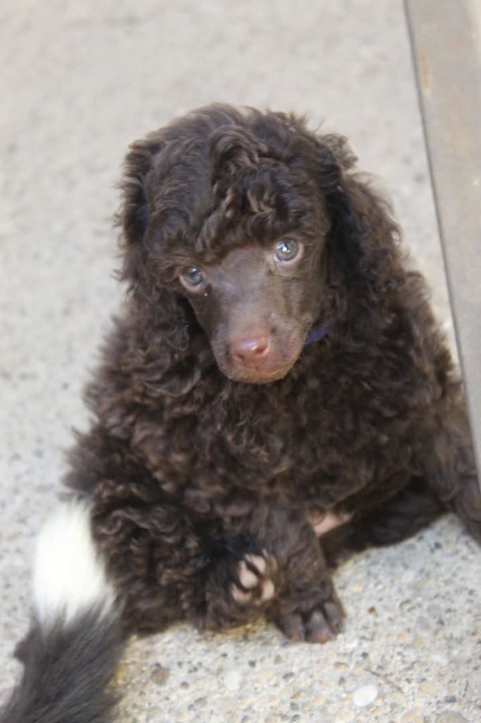 Du Domaine De L Accroche Coeur Jurassien - Chiots disponibles - Caniche
